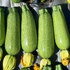 เมล็ดพันธุ์ ฟักทองซูกินี เกรย์ Gray Zucchini Squash Seed