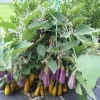 มะเขือแฟรีเทล - Fairytale F1 Eggplant