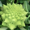 บล็อคโคลี่ เจดีย์ - Romanesco Broccoli