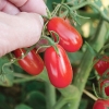 มะเขือเทศ องุ่นแดง - Red Grape F1 Tomato