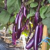มะเขือยาวม่วงญี่ปุ่น - Japanese Long Eggplant F1