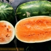 แตงโมเทนเดอร์สวีส - Tendersweet Orange Watermelon