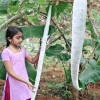 บวบงูยาว - Long Snake gourd