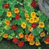 ดอกแนสเทอร์เที่ยม อลาสก้า คละสี - Alaska Mix Nasturtium (ดอกใบกินได้)