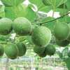 เมล็ดพันธุ์ หล่อฮังก๊วย Monk Fruit (Luo Han Guo) Seed