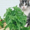 แคทนิป - Catnip Cat Herb