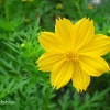 ดาวกระจายสีเหลือง - Yellow Cosmos Flower