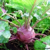 (Whole 1 Oz) กะหล่ำปมสีม่วง - Purple Vienna Kohlrabi