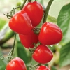 มะเขือเทศสตรอเบอรี่ - TomatoBerry F1