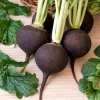 เรดิส สีดำ - Black Spanish Radish