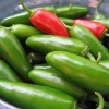 (Whole 1 Oz) เมล็ดพันธุ์ พริกจาราปิโน่ - Jalapeno Pepper Seed