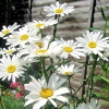 ดอกเดซี่ ซิลเวอร์ปริ้นเซส - Silver Princess Shasta Daisy