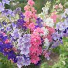 ดอกอิมพีเรียล ร็อคเก็ต ลาร์คสปอร์ คละสี - Imperial Rocket Larkspur Flower