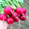 เรดิช เชอรี่ เบลเล่ - Cherry Belle Radish