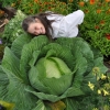 (Whole 1 Oz) กะหล่ำปลียักษ์ - Giant Russian Cabbage