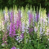 ดอกฟ็อกโกลฟ์ คละสี - Mixed Foxglove Flower
