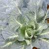 (Whole 1 Oz) เมล็ดพันธุ์ ปูเล่ฝรั่ง มอร์ริส เฮดดิ้ง - Morris heading collards Seed