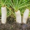 เรดิส ไดคอนญี่ปุ่น - Japanese Minowase Daikon Radish