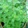 มาร์จอแรม - Marjoram
