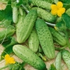 แตงกวาบอสตัน - Boston Pickling Cucumber