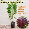 น้อยหน่า แดงไต้หวัน เนื้อฝ้าย ลูกใหญ่กว่าคลั่ง ต้นเสียบยอด สูง 40 cm. ขึ้นไป