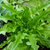ผัดสลัดใบโอ้ค - Oak Leaf Lettuce