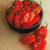 พริกฮาบาเนโร่สีแดง - Red Habanero Pepper