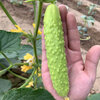 เมล็ดพันธุ์ แตงกวาญี่ปุ่น ไวท์เจด White Jade Japanese Cucumber F1 Seed