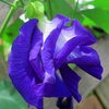 เมล็ดพันธุ์ ดอกอัญชัน สีม่วงกลีบซ้อน 4-5 ชั้น Purple Double Butterfly Pea Seed