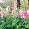(Whole 1 Oz) เมล็ดพันธุ์ ฮอลลีฮ็อคคละสี - Mixed Hollyhock Seed