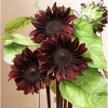 ทานตะวันสีแดงเข้ม - Red Hedge Darkest Red Sunflower F1