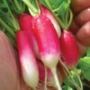 เรดิชเบรคฟาสฝรั่งเศส - French Breakfast Radish
