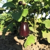 (Whole 1 Oz) มะเขือม่วงยักษ์แบล็คบิวตี้ - Black Beauty Eggplant