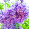 ศรีตรัง - Jacaranda mimosifolia