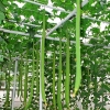 บวบหอมยาวมาก - Extra Long Luffa Sponge Gourd
