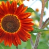 (Whole 1 Oz.) ทานตะวันสีแดง - Red Sunflower