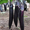 เมล็ดพันธุ์ มะเขือยาวม่วง โทมาฮ็อค Tomahawk Long Eggplant F1 Seed