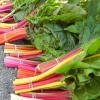 สวิสชาร์ตคละสี - MIX SWISS CHARD