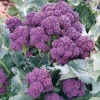 (Whole 1 Oz.) เบบี้บล็อคโคลี่สีม่วง - Purple Sprouting Broccoli