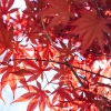 เมเปิลแดง ญี่ปุ่น - Red Japanese Maple Tree