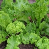 ผักกาดเขียวใบหงิก - Southern Giant Curled Mustard