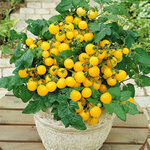 มะเขือเทศเตี้ย ปาติโอ้ ช้อย - Patio Choice Yellow F1 Tomato