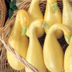 ฟักทอง คอหงส์ สีเหลือง - Yellow Crookneck Squash