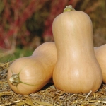 ฟักทอง บัตเตอร์นัท - Waltham Butternut Squash