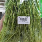 ผักไมโครกรีน สขจ. (โต๊วเหมี่ยว)