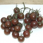 มะเขือเทศเชอรี่สีดำ - Black Cherry Tomato