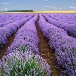 ลาเวนเดอร์ อังกฤษ - English Lavender Flower