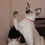 แมวกวัก