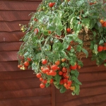 มะเขือเทศทรัมบลิ้งทอมสีแดง - Red Tumbling Tom Tomato F1