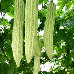เมล็ดพันธุ์ มะระขาว ญี่ปุ่น - White Bitter Gourd Seed